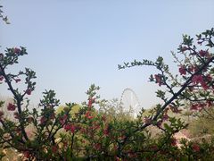 -石家庄市植物园