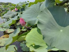 -荷塘月色湿地公园·向阳花洲