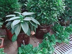 -秦美花卉(天朗·莱茵小城2期店)