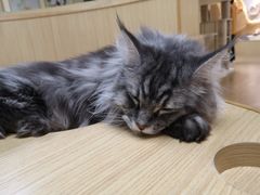 -猫和宫(六道口店)