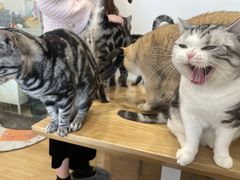 -有喵·猫咖·狗咖·30几只猫10只小狗(岗厦店)
