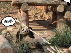 -都江堰中华大熊猫苑