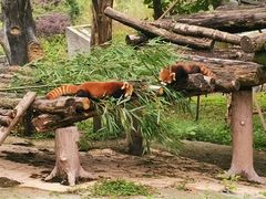 -都江堰中华大熊猫苑