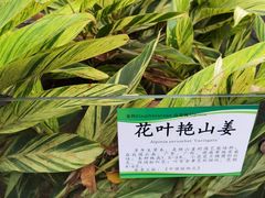 -广西壮族自治区药用植物园