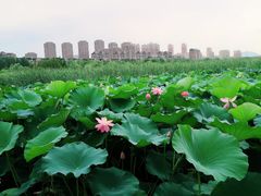 -前关湿地公园