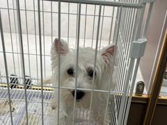 -翊宠yipet猫狗购宠庄园犬舍•猫舍