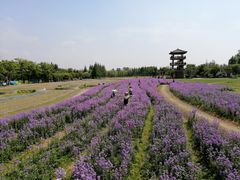 -杭州湾海上花田景区