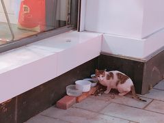 -德元·美联众合24小时动物医院(总院)