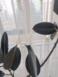 -HEYAN荷妍专业脱毛连锁机构