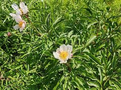 -乌拉盖芍药谷景区