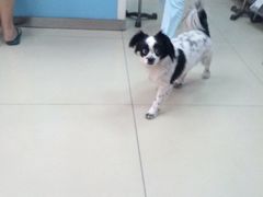 iphone_upload_pic-纳吉亚猫专科动物诊疗中心(蒋宅口分院)