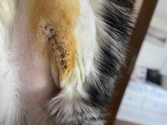 -喜多萌中农锦绣动物医院24H·猫科·牙科MRI·CT