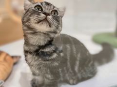-COLOR PETS 撸猫馆·购猫·猫咖(长风大悦城店)