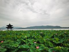 -湖畔居茶楼(湖滨店)
