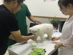 -艾贝尔宠物医院 ·中兽医·宠保定点(北门桥店)