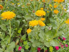 -胖大姐黄辣丁鱼庄(新津店)