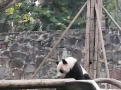 -都江堰中华大熊猫苑