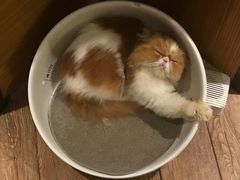 -more than meow吴止猫主题餐厅(承德 中船汇店)