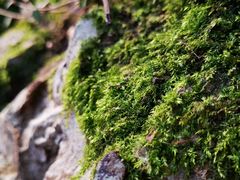 -上海佘山国家森林公园天马山园