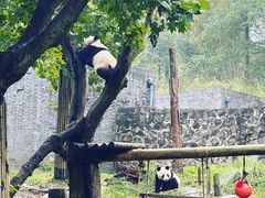-都江堰中华大熊猫苑