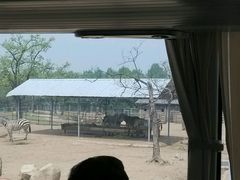 这是进去以后参观坐的中巴车-西安秦岭野生动物园