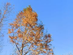 -白水寺森林公园