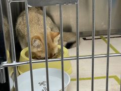 -安安宠医·安宠宠物医院