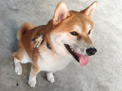 -柴犬高等学院·狗咖·柴犬售卖·宠物训练