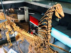 -墨尔本博物馆(Melbourne Museum)