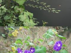 -鸡鸣驿城