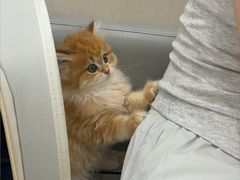 -安安宠医宠物医院·异宠·犬猫内科(岳阳分院)