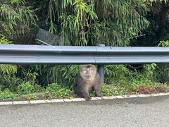 -西岭雪山大飞水景区