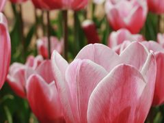 -石家庄市植物园