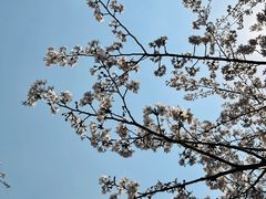 -高东镇樱花园