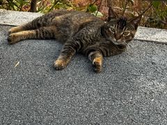 -安安宠医宠物医院·异宠·犬猫内科(岳阳分院)