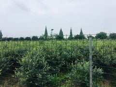 -金谷域澳洲庄园