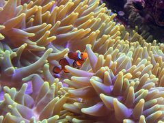 -悉尼海洋生物水族馆