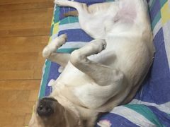 -翊宠yipet猫狗购宠庄园犬舍•猫舍