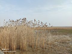 -上海吴淞炮台湾国家湿地公园
