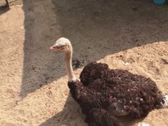 -祥源·阜阳生态乐园