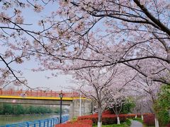 -高东镇樱花园
