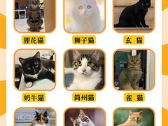 -Bastet sally猫舍购宠(静安店)