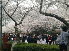 -武汉大学-樱园