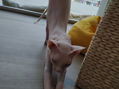 -藏猫猫咖啡主题馆(中央大道店)
