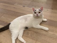 -CAT’S MEWSTAR CAFE·喵星球猫屋(晴湾咖啡店)