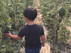 -庞各庄翠芳园西瓜蔬菜基地采摘园