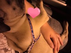 -翊宠yipet猫狗购宠庄园犬舍•猫舍