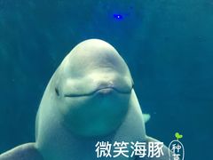 -威海华夏城景区