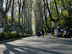 -紫金山山顶公园