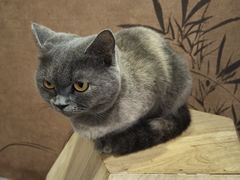 -楼上猫咖(罗湖店)